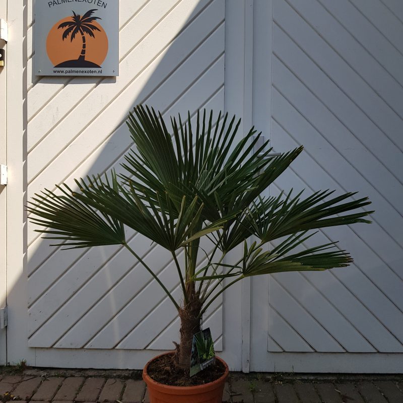 Trachycarpus Fortuinei 20/30
