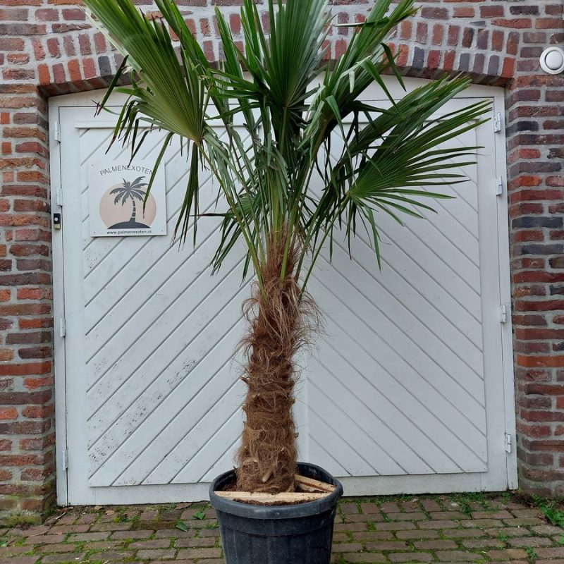 Trachycarpus Fortuinei 70/80