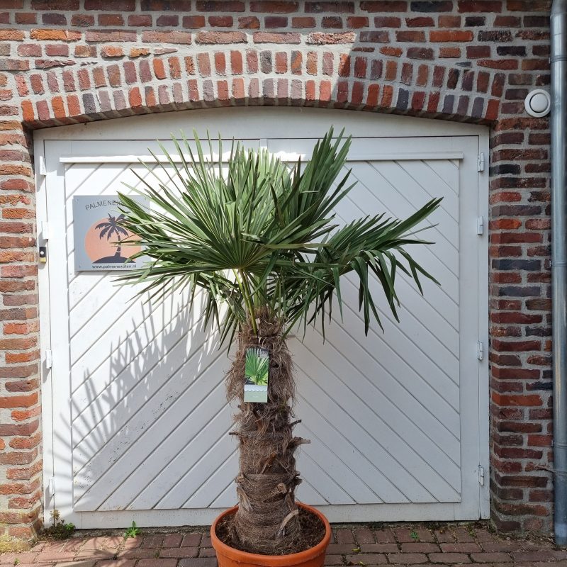 Trachycarpus Fortuinei 80/90