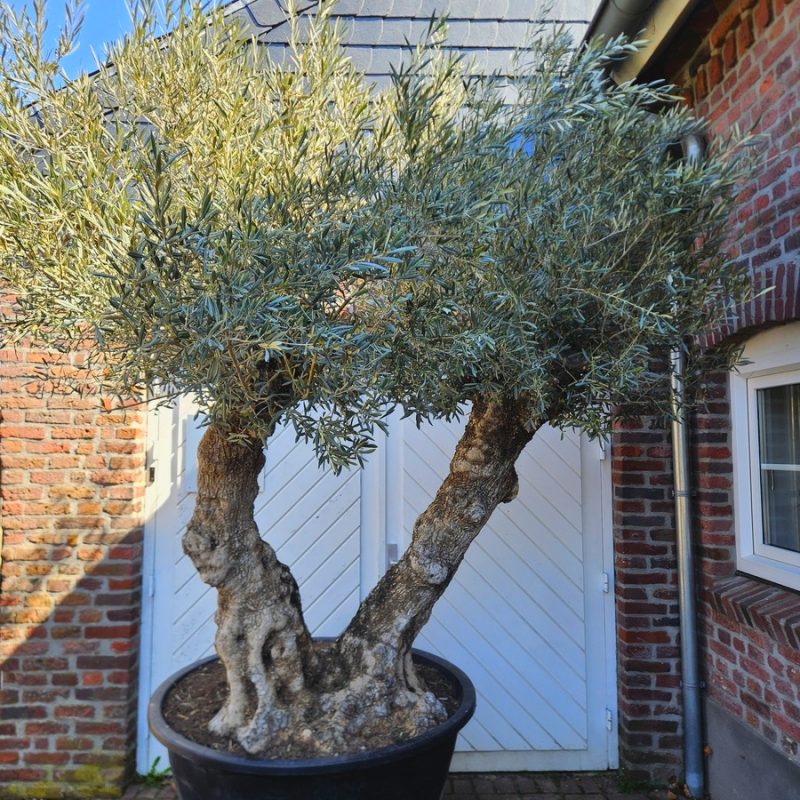 Olea Europaea Bonsay Dobble