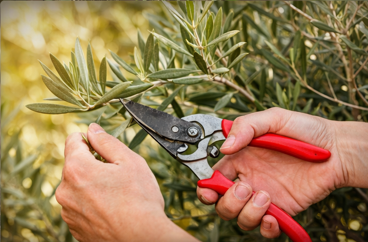 palmenexoten.nl_snoeien