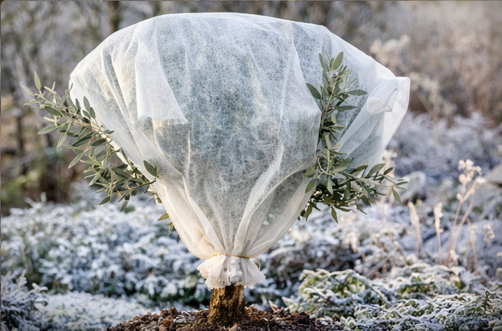 palmenexoten.nl_winter