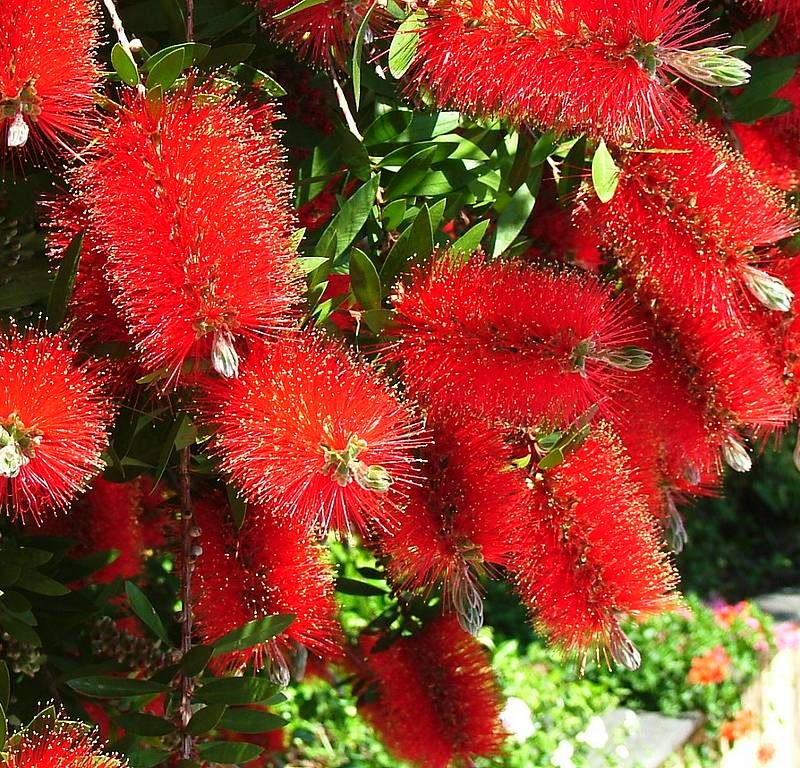Mediterrane bomen en planten