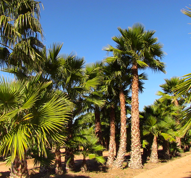 Palmen winterhard tot -20 ℃