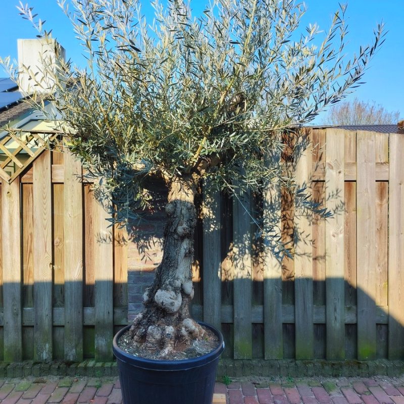 Olea Europaea Hojiblanca 60-80