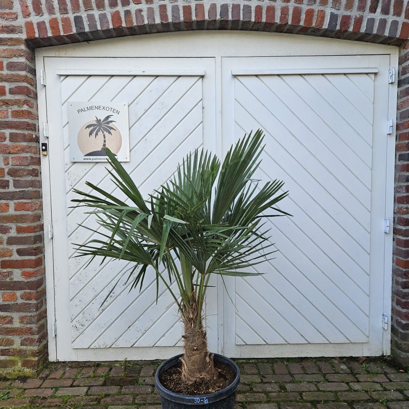 Trachycarpus Fortuinei 30/40