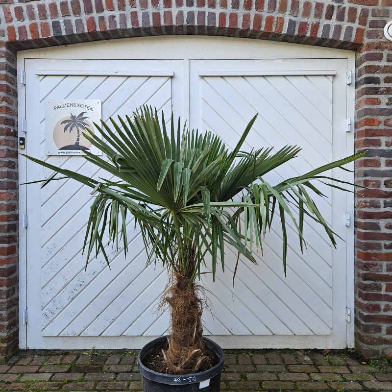 Trachycarpus Fortuinei 40/50