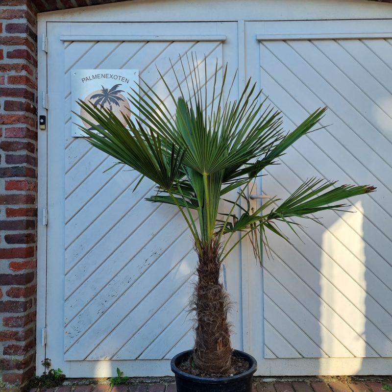 Trachycarpus Fortuinei 50/60