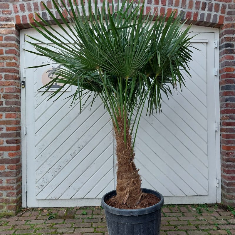 Trachycarpus Fortuinei 60/70