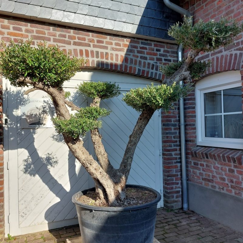 Olea Europaea Aragon