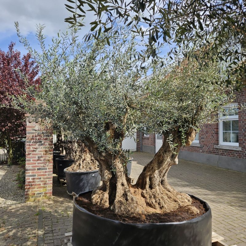 Olea Europaea Bonsay Dobble