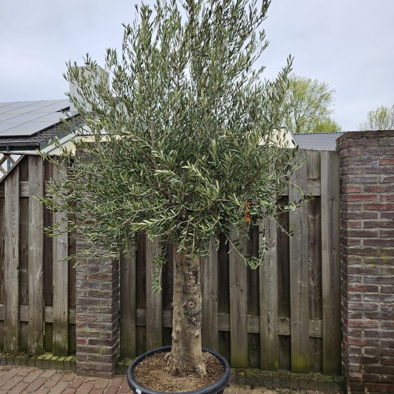 Olea Europaea Original Piel Joven