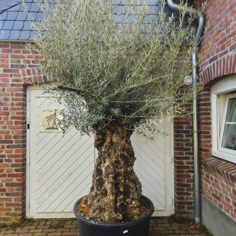 Olea Europaea Pata 100-120A
