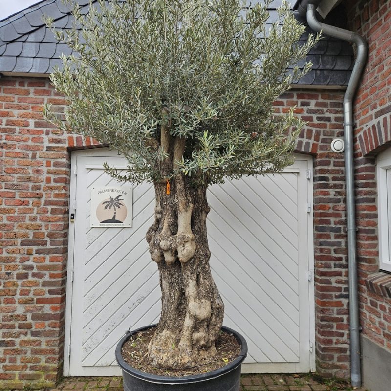 Olea Europaea Pata 80-100B