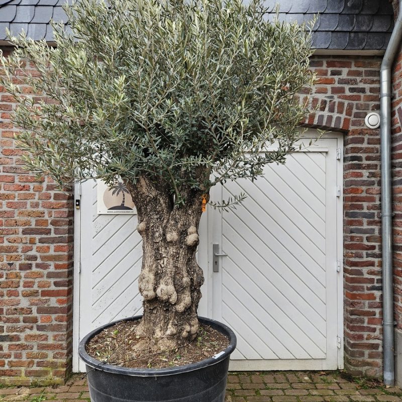 Olea Europaea Pata 80-100BI