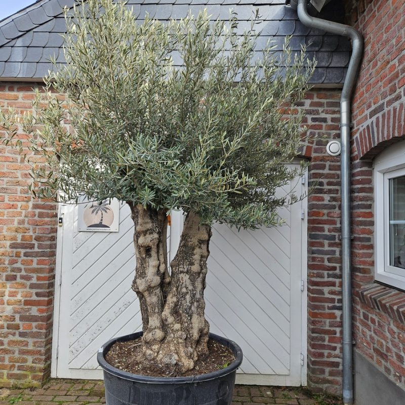 Olea Europaea Pata 100-120C