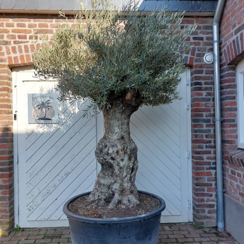 Olea Europaea Pata 80-100M