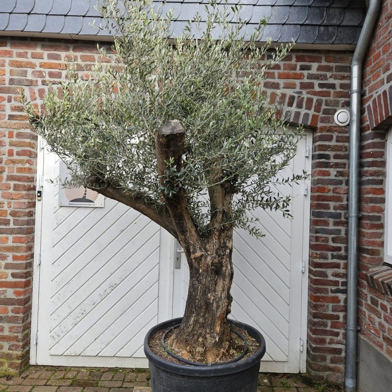 Olea Europaea Ramificado