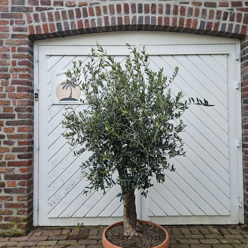 Olea Europaea in Tarrina