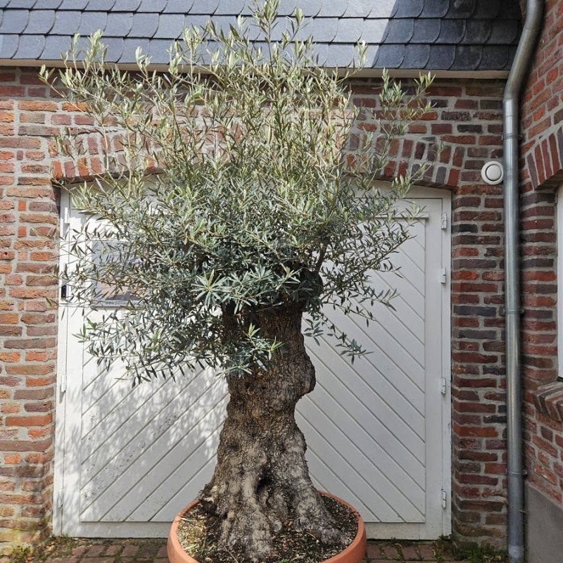 Olea Europaea in Tarrina 80-100E