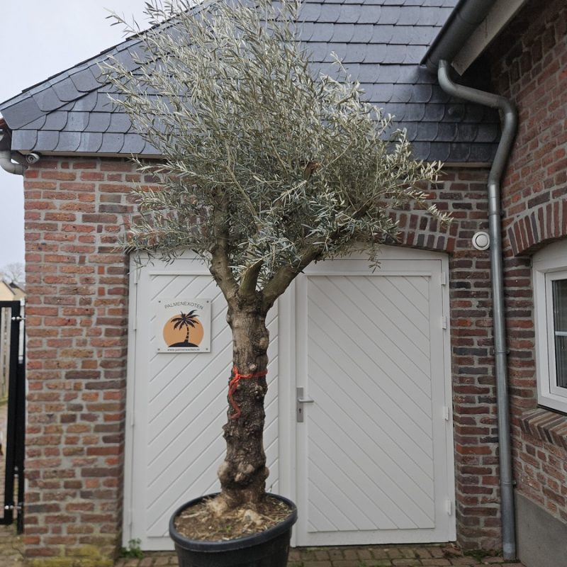 Olea Europaea Hojiablanca Big