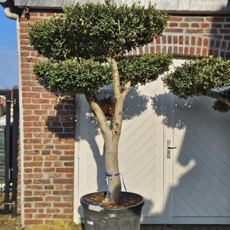 Olea Europaea Platoo 01