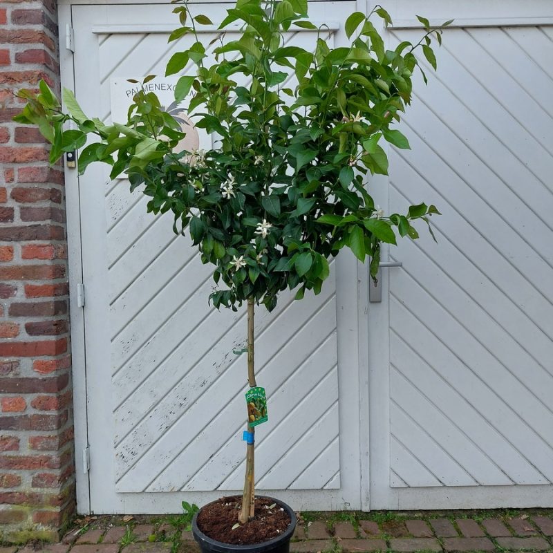 Citrus Lemon
