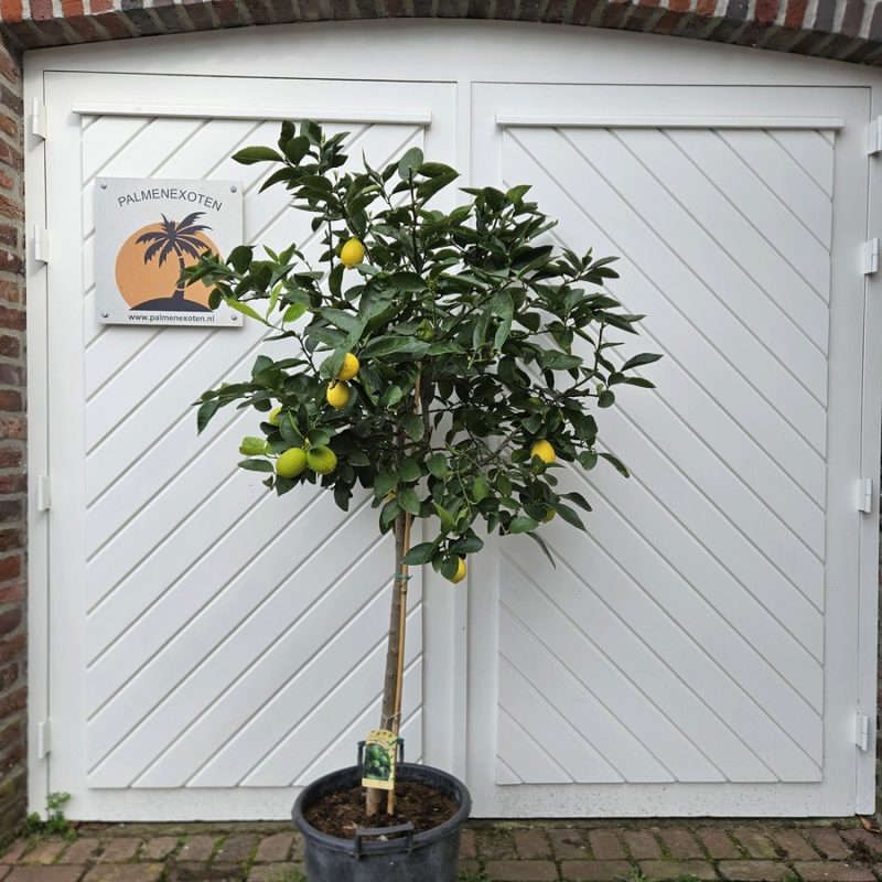 Citrus Aurantifolia