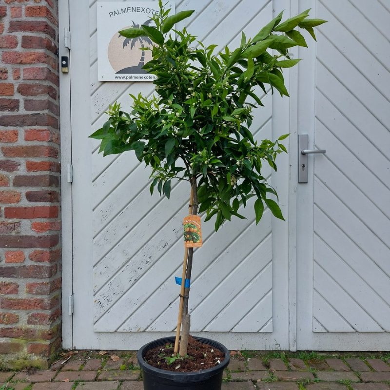 Citrus Reticulata