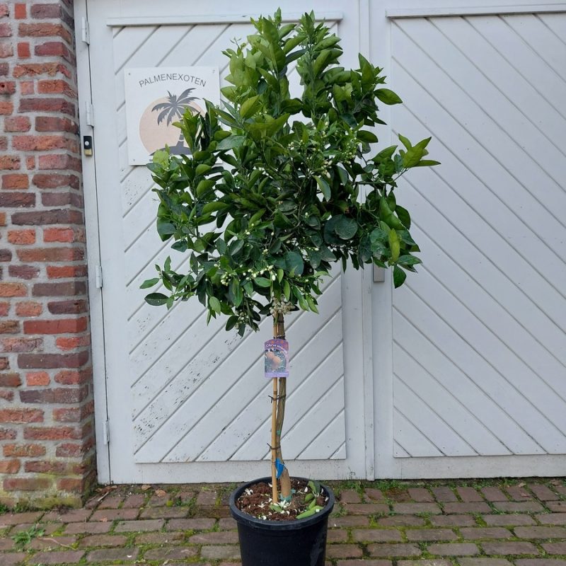 Citrus Sinensis