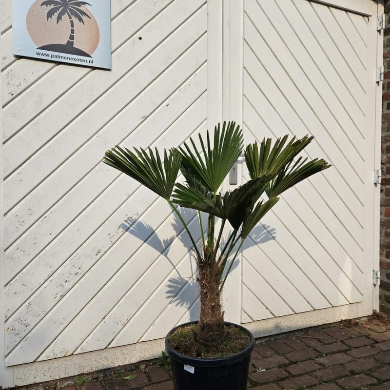 Trachycarpus Wagnerianus 30