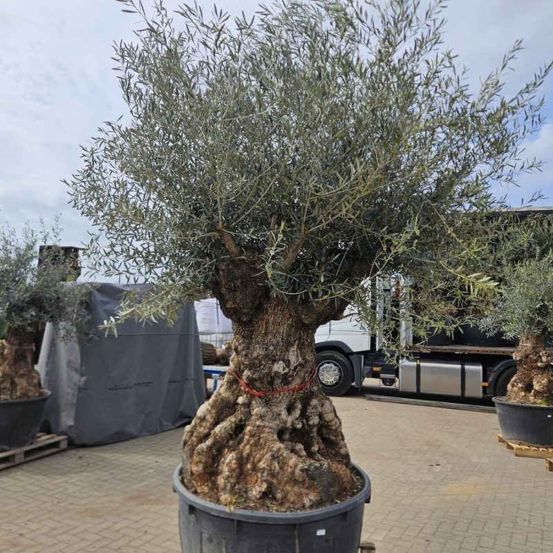 Olea Europaea Pata Big A