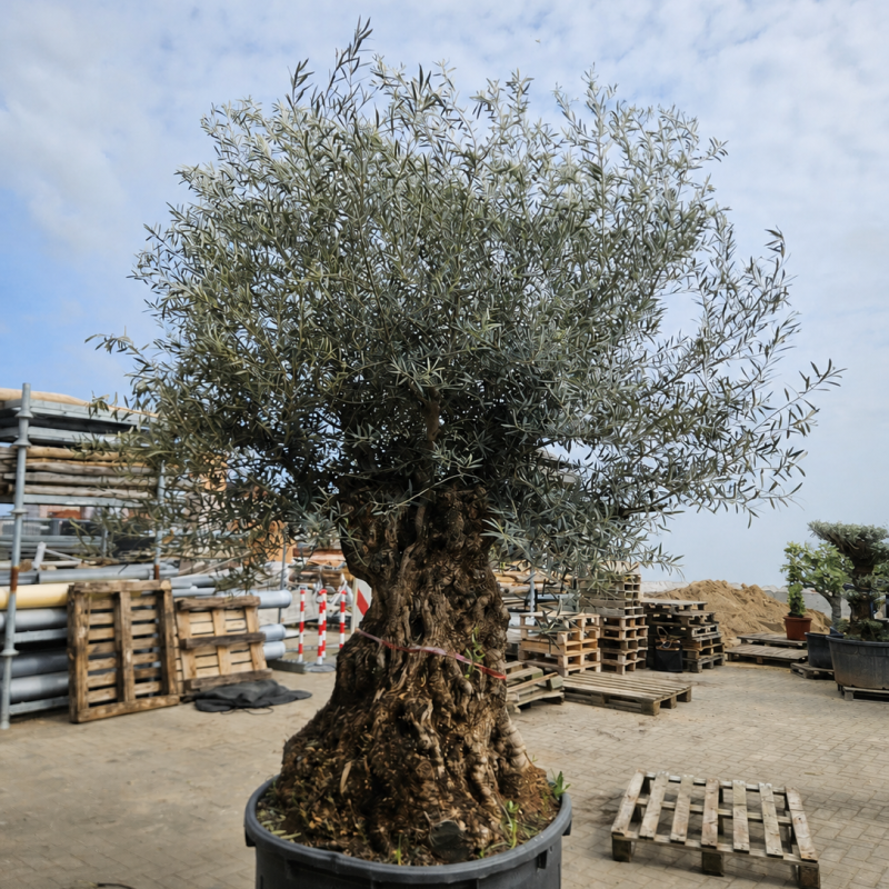 Olea Europaea Pata Big B