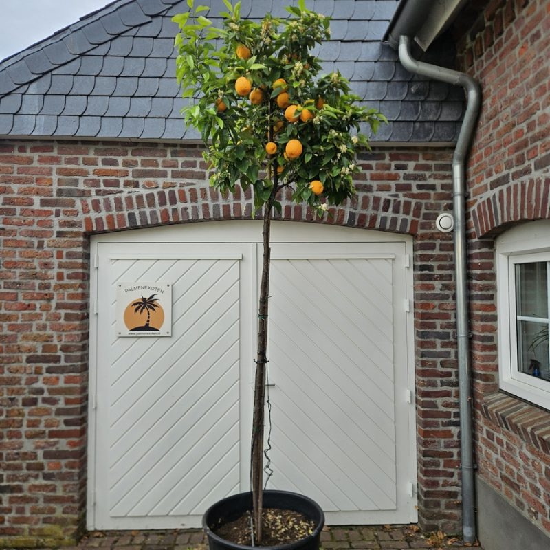 Citrus Aurantium