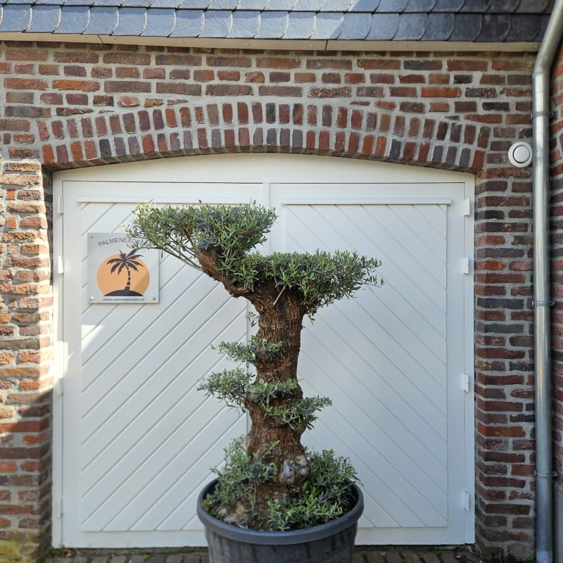 Olea Europaea Mini Pompom B