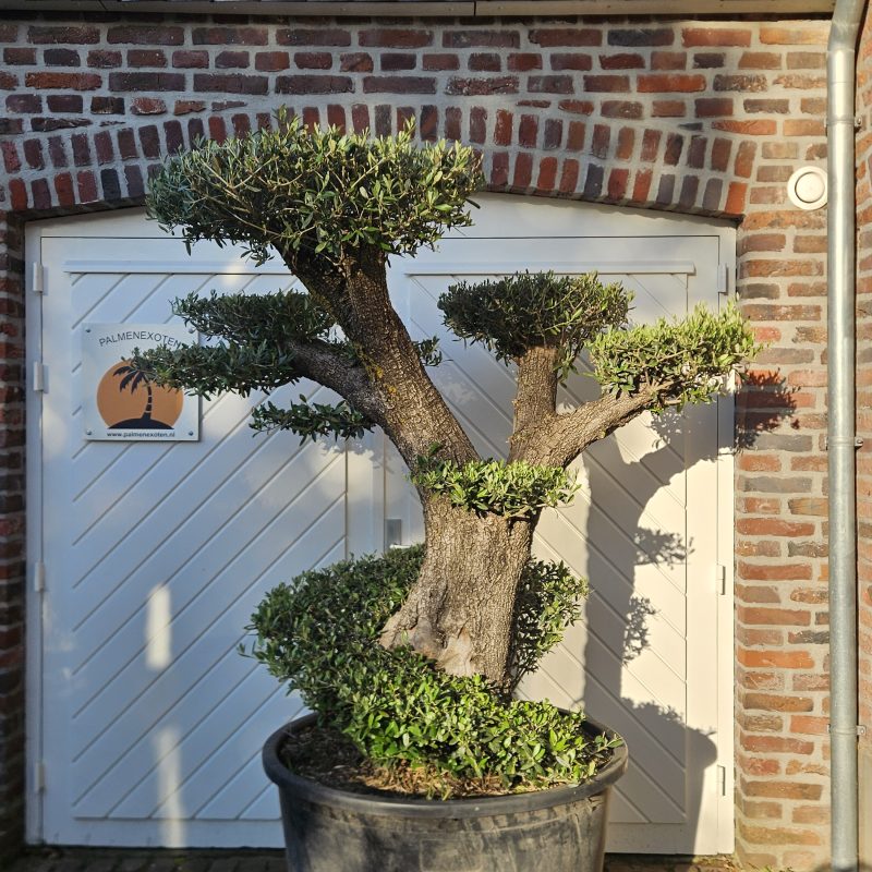 Olea Europaea Pompom A