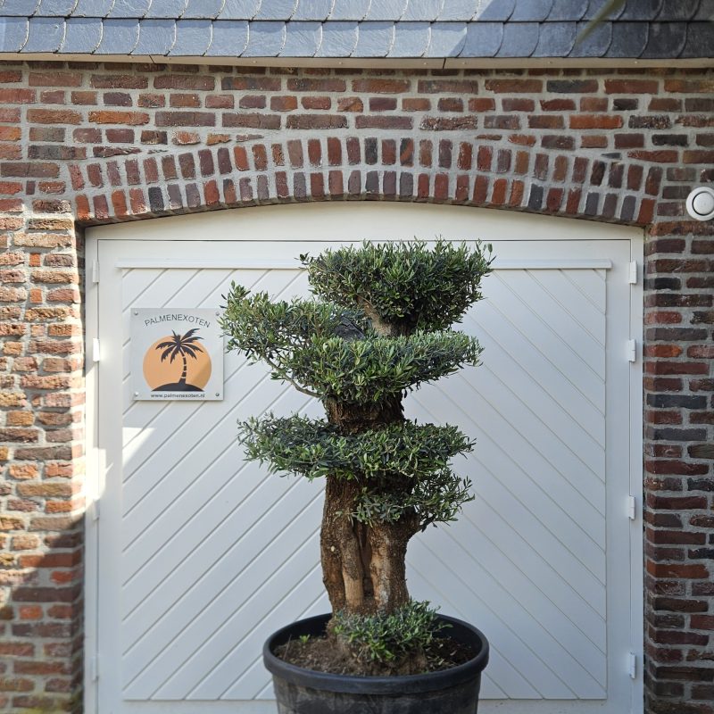 Olea Europaea Mini Pompom A