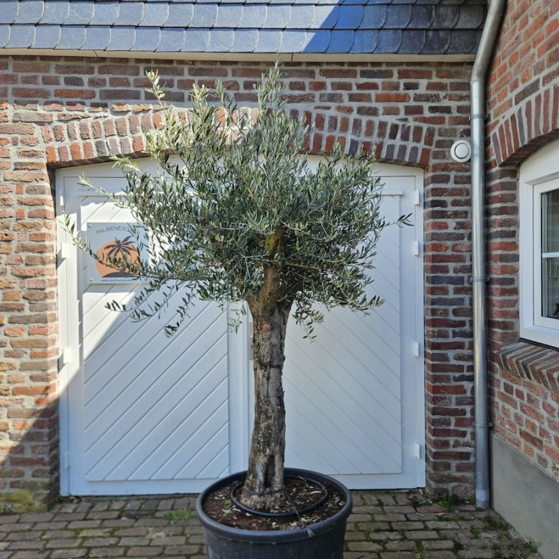 Olea Europaea Ramificado PR 1 AANBIEDING