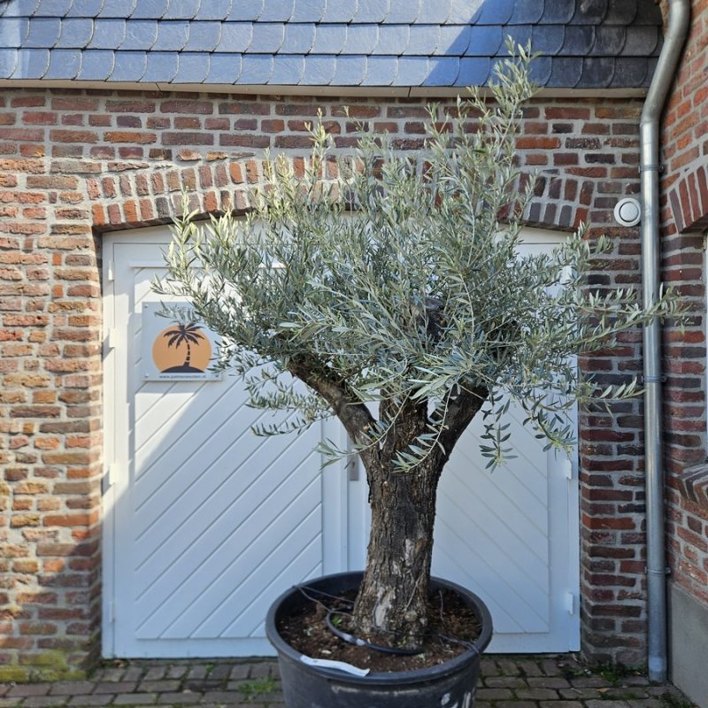 Olea Europaea Ramificado PR 3 AANBIEDING