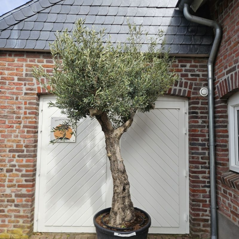 Olea Europaea Ramificado PR 5 AANBIEDING
