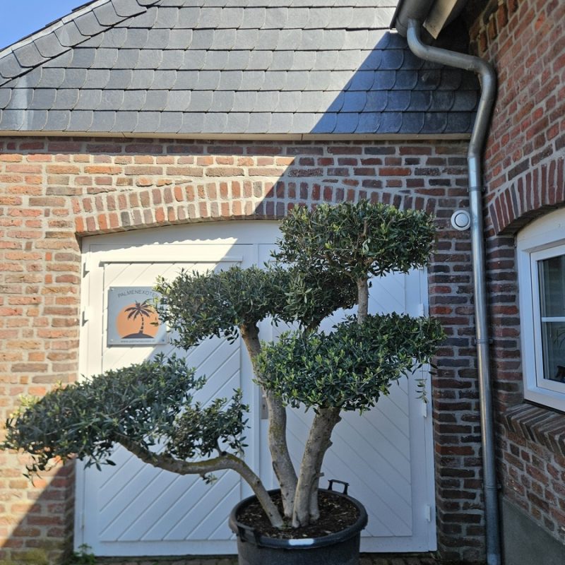Olea Europaea Asimetrico 1