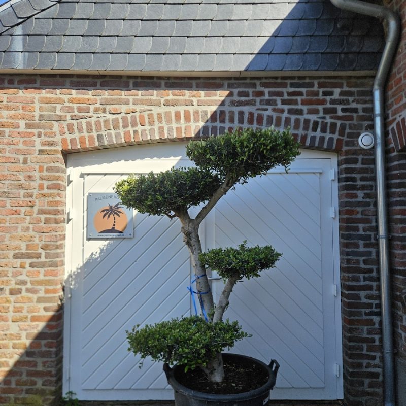 Olea Europaea Asimetrico 2
