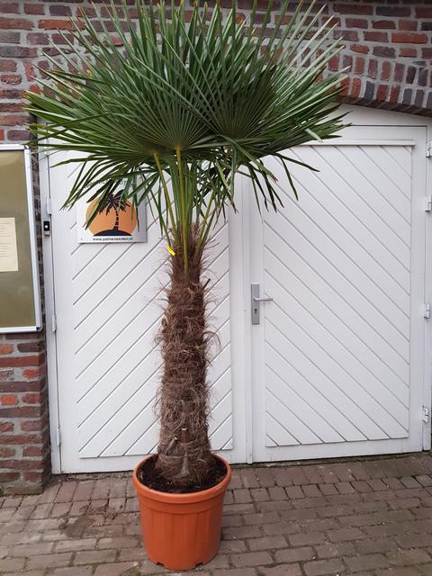 Trachycarpus Fortunei 100/120