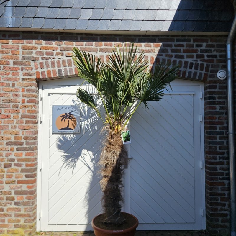 Trachycarpus Wagnerianus 120/130